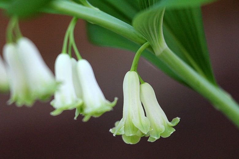 Solomon's Seal (Polygonatum biflorum)