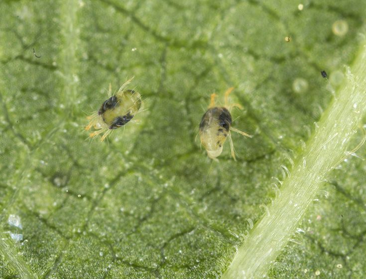 Spider Mites