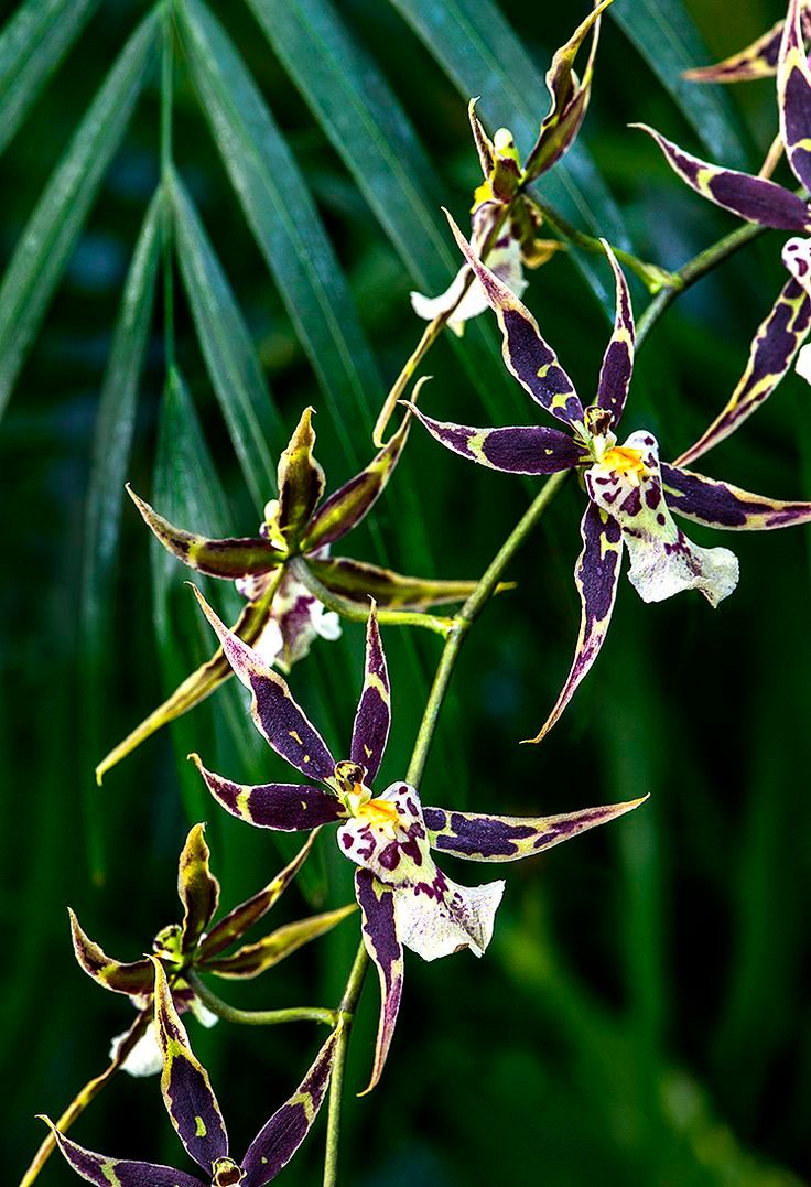 Spider Orchid