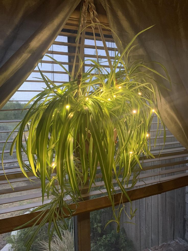 Spider Plant