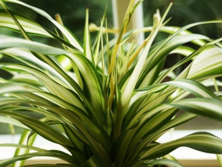 Spider Plant (Chlorophytum comosum)