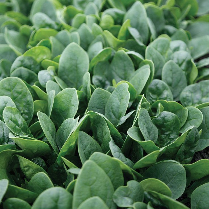 Spinach Leaves