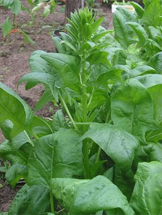 Spinach Seeds