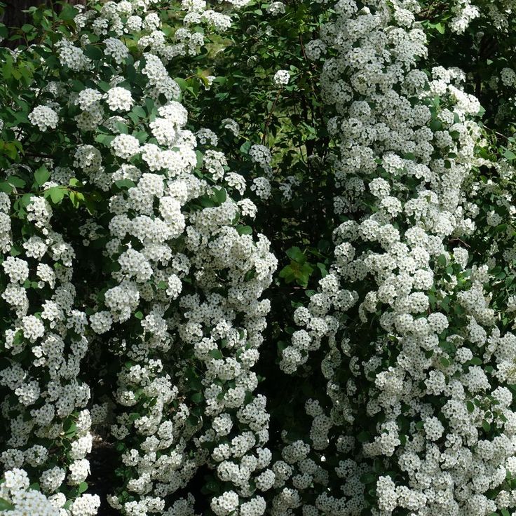 Spirea