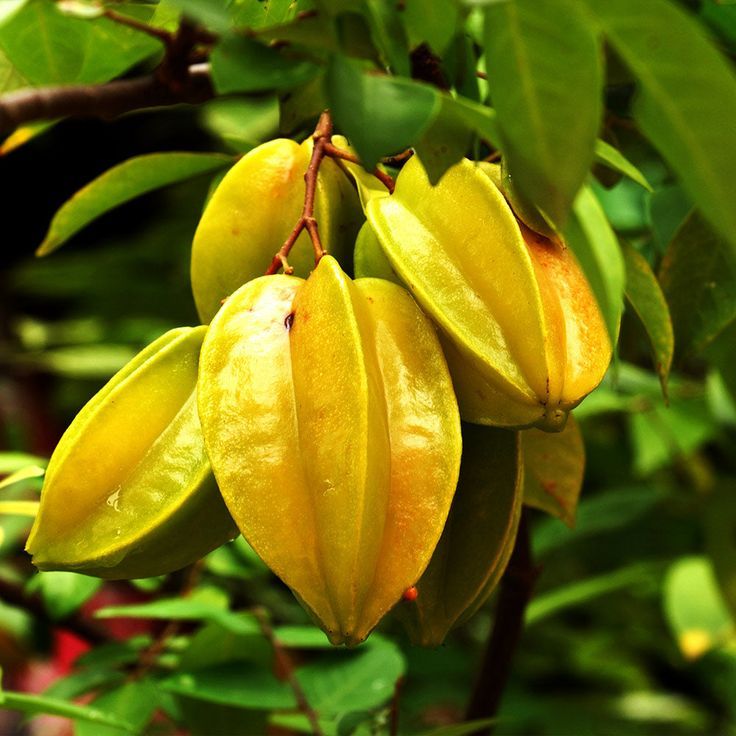 Starfruit