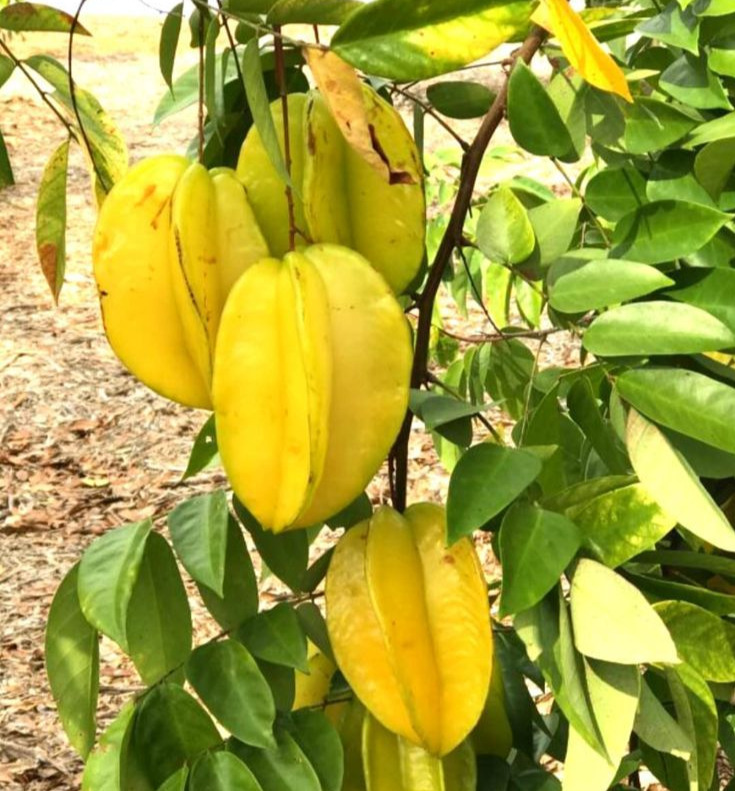 Starfruit