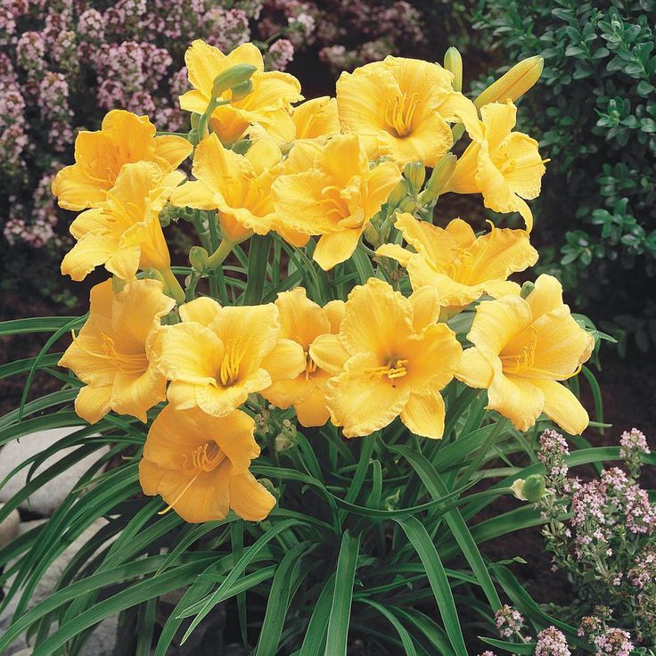 Stella d'Oro Daylily