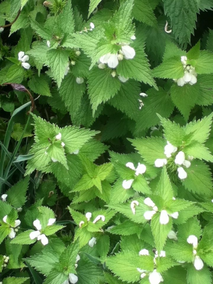 Stinging Nettle