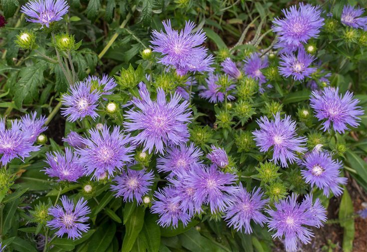 Stokes' Aster