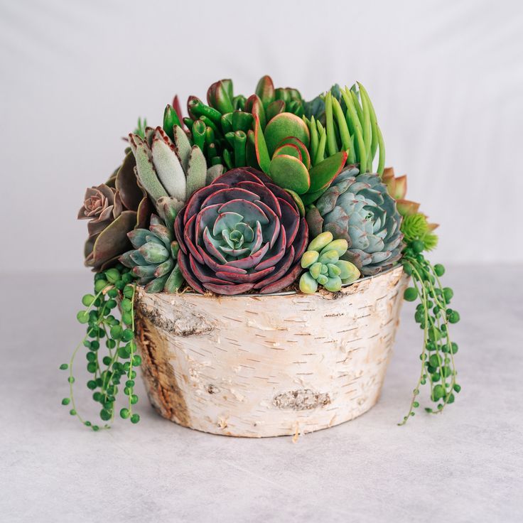 Succulent Arrangements