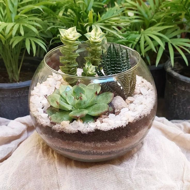 Succulent Terrariums