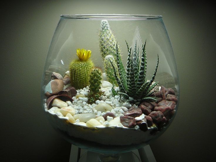 Succulent Terrariums