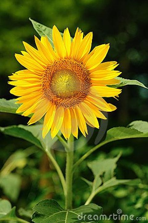 Sunflower (Helianthus)