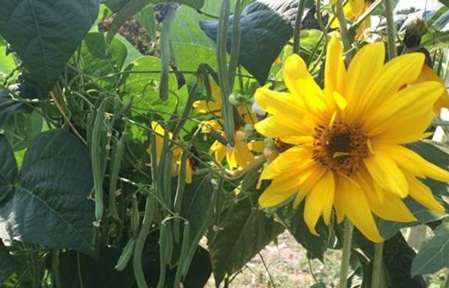 Sunflowers