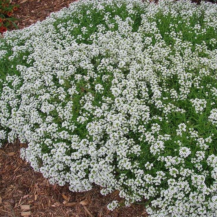 Sweet Alyssum