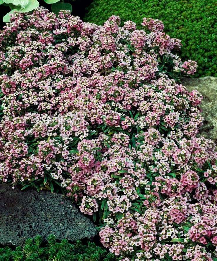 Sweet Alyssum