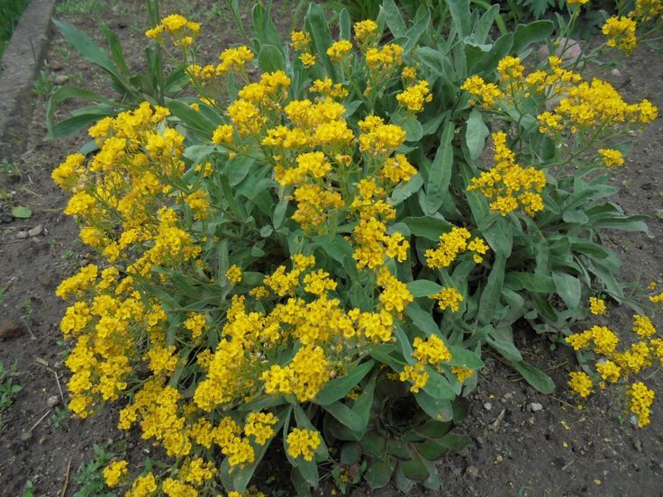 Sweet Alyssum