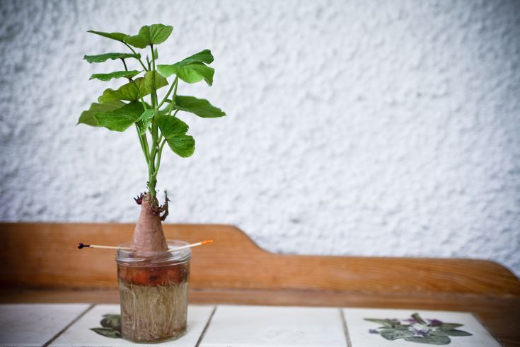 Sweet Potato Vine Creation