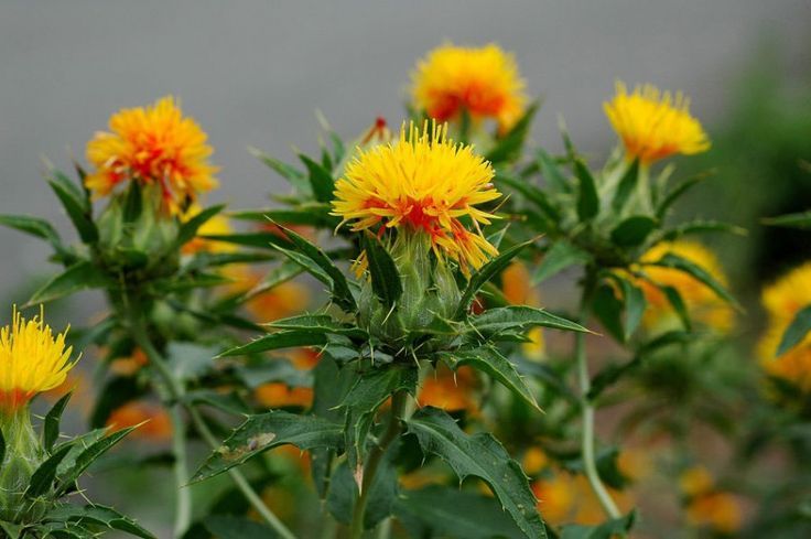 Sweet Safflower