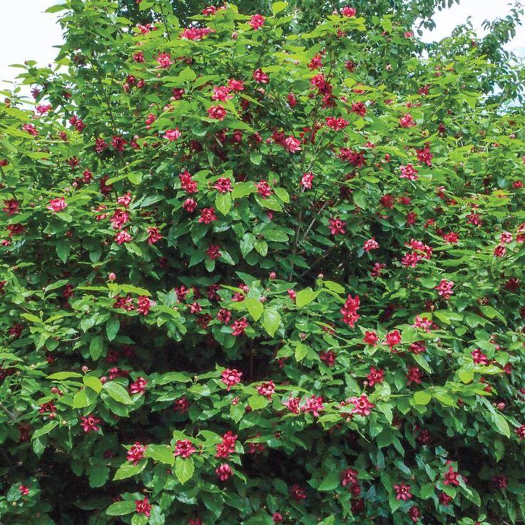 Sweet Shrub (Calycanthus)