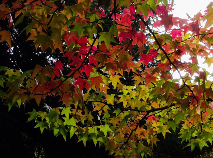 Sweetgum