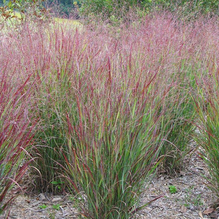 Switchgrass (Panicum virgatum)