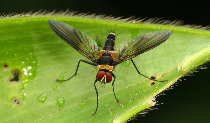 Tachinid Fly