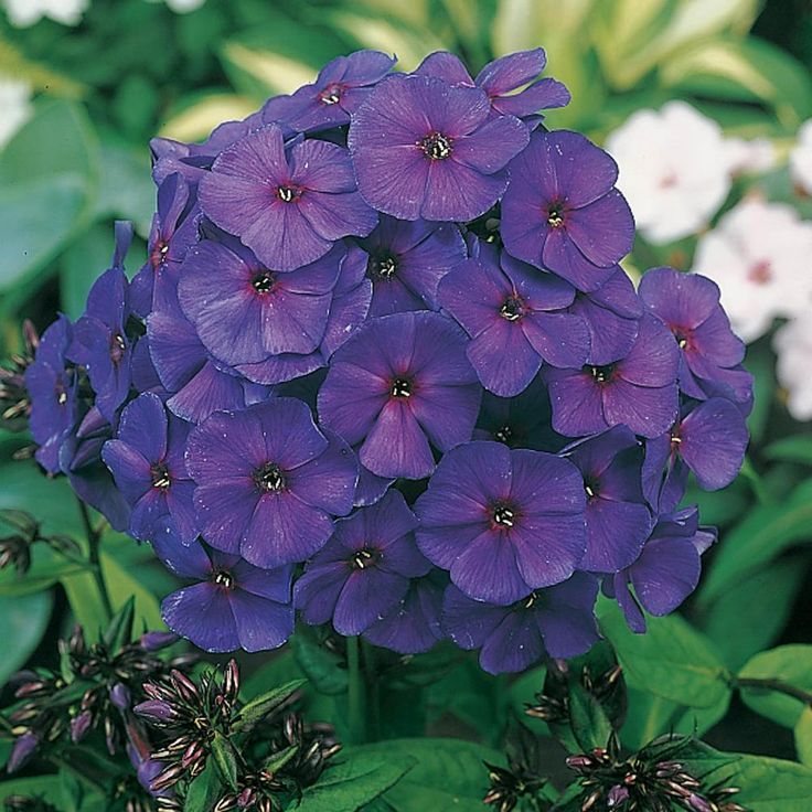 Tall Phlox