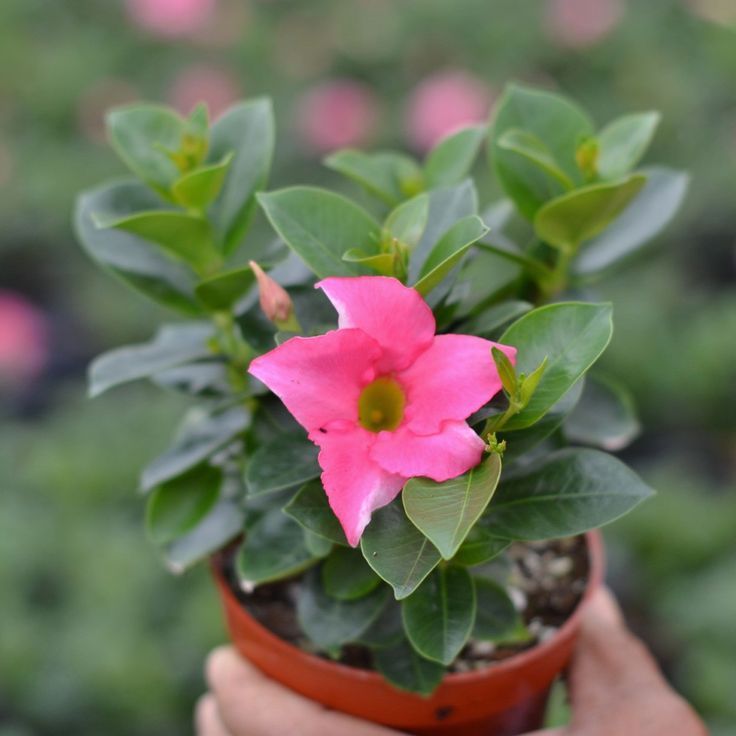 The Beauty of Mandevilla