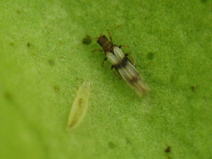 Thrips