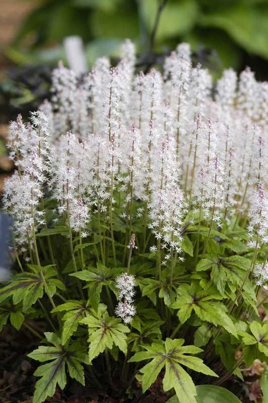 Tiarella