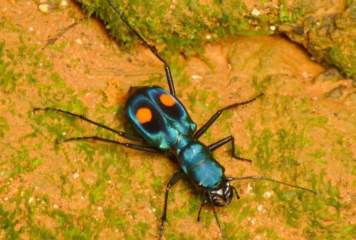 Tiger Beetle