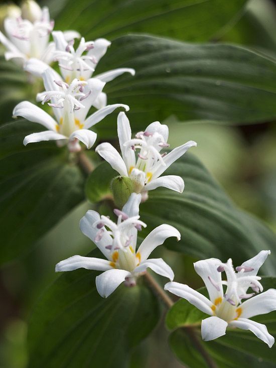 Toad Lily