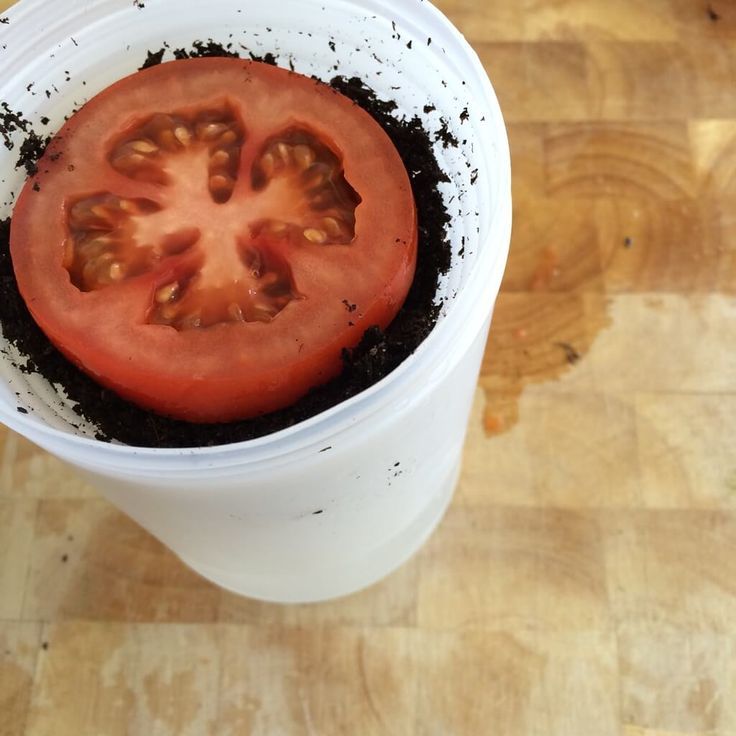 Tomato Seedling from Slices