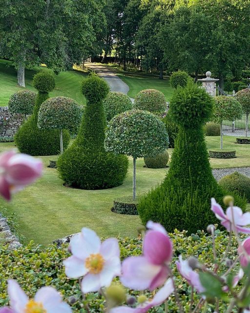 Topiary Boxwood