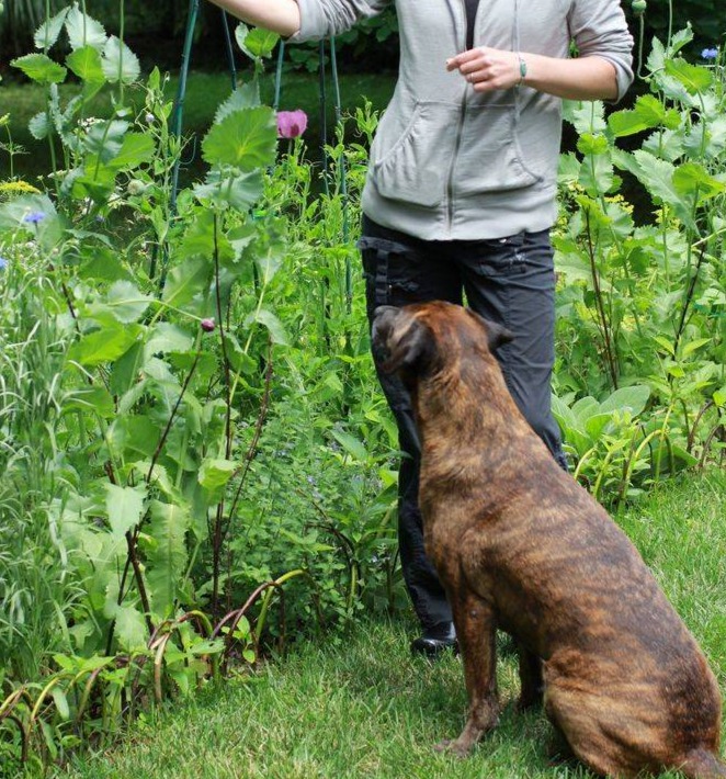 Training Your Dog to Avoid Plants