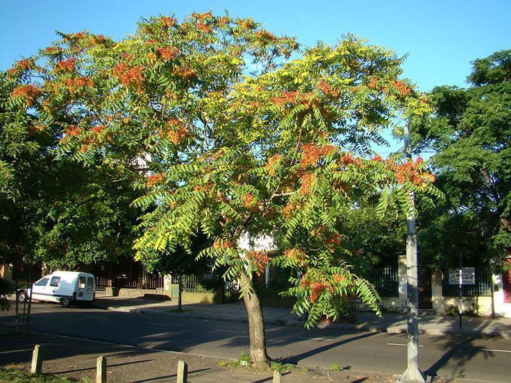 Tree of Heaven