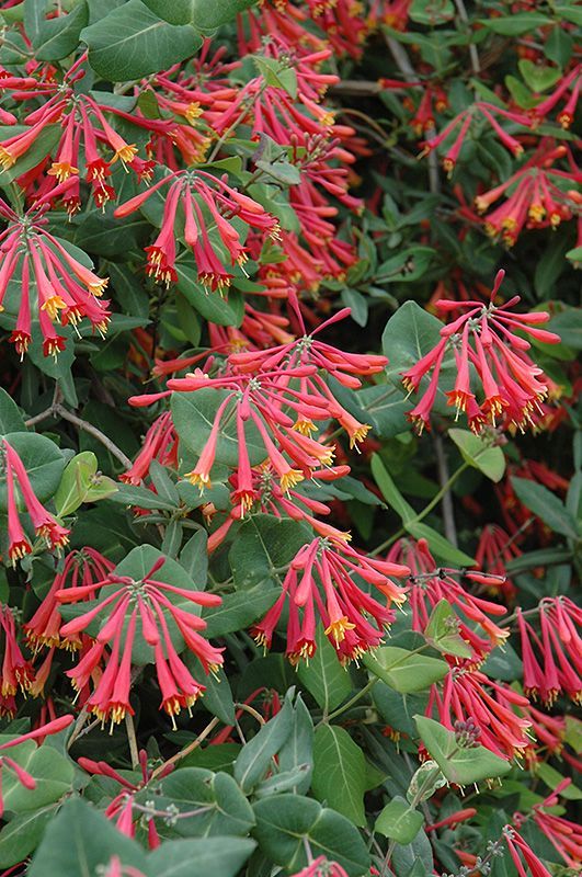 Trumpet Honeysuckle (Lonicera sempervirens)