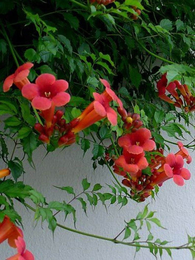 Trumpet Vine (Campsis radicans)