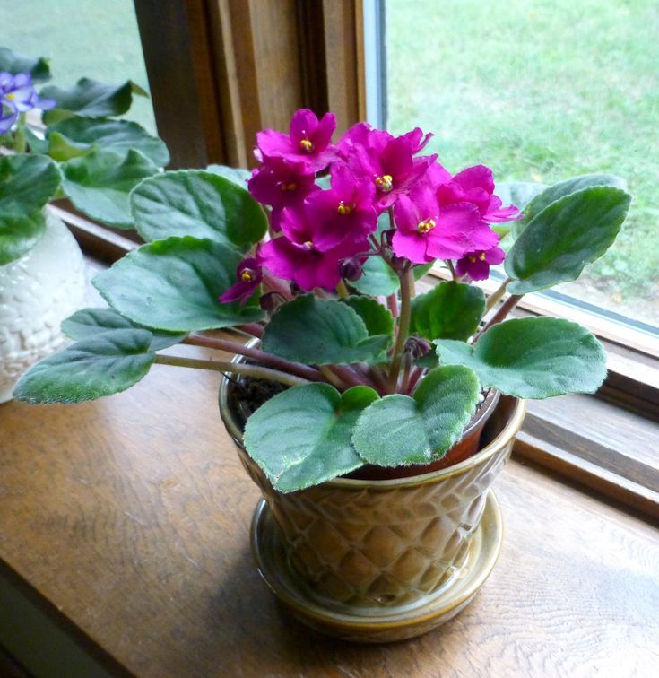 Try Instead: African Violet