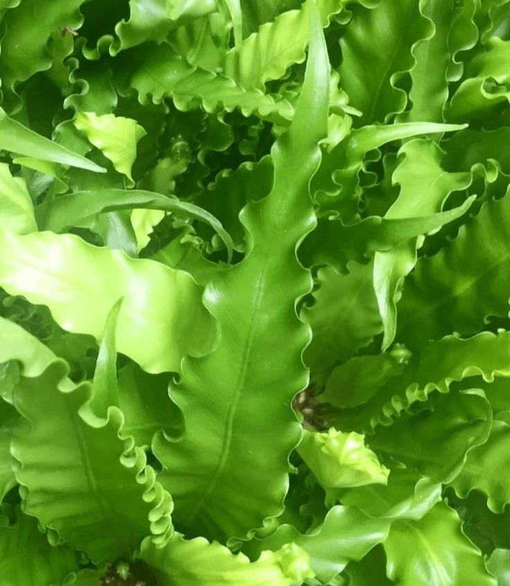 Try Instead: Bird’s Nest Fern