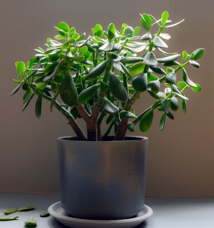 Try Instead: Jade Plant