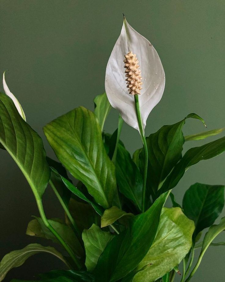 Try Instead: Peace Lily