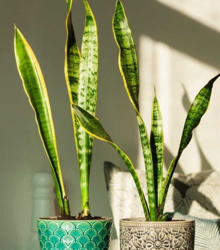 Try Instead: Snake Plant