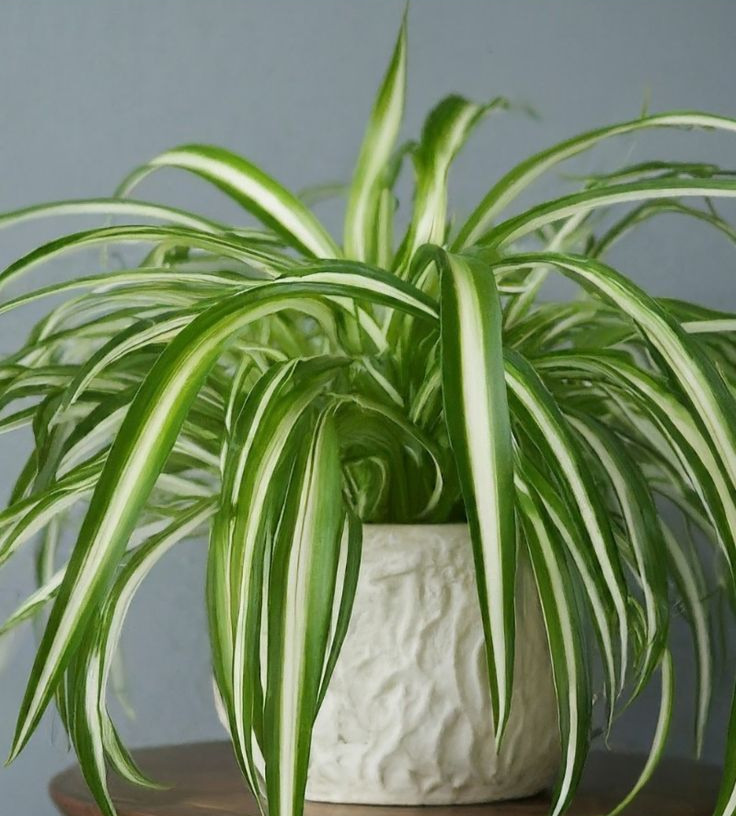 Try Instead: Spider Plant