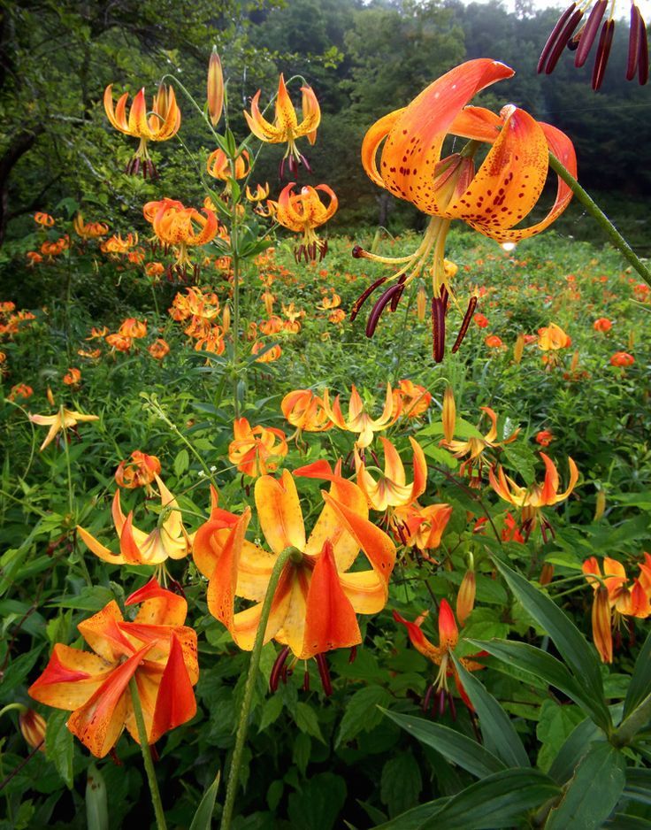 Turk's Cap Lily