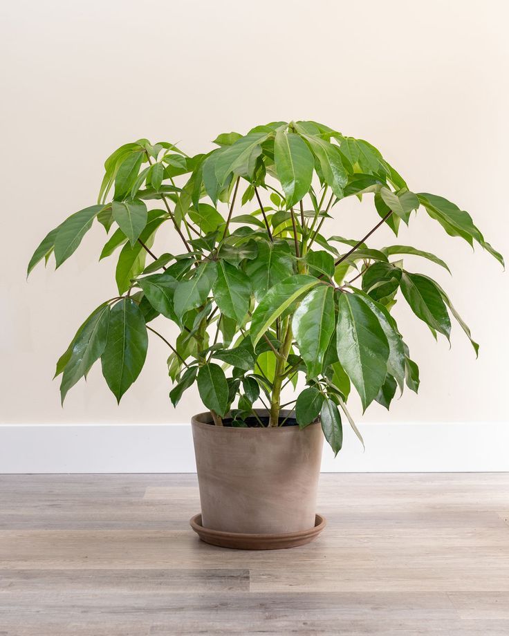 Umbrella Tree (Schefflera)