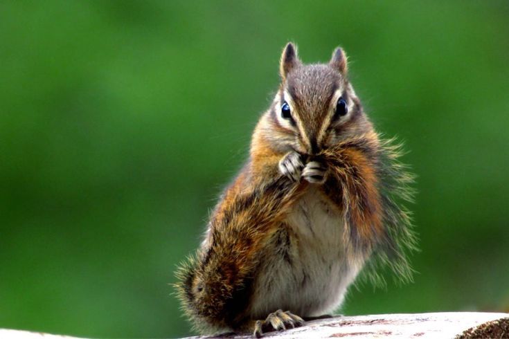 Understanding Chipmunk Behavior