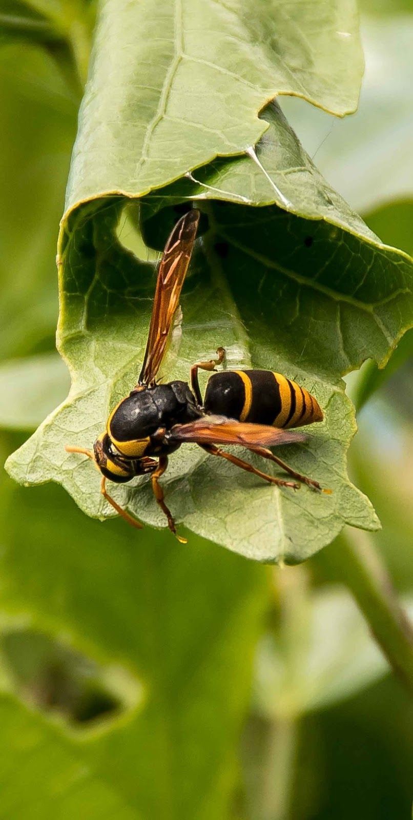 Understanding Hornet Behavior