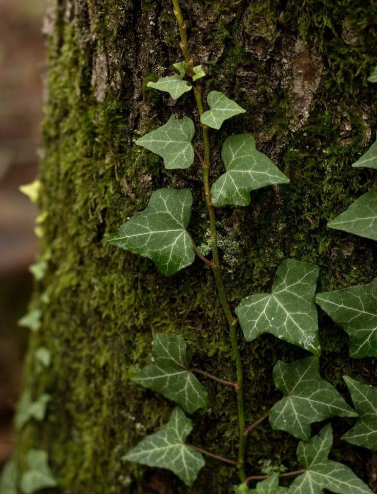 Using Invasive Plant Species